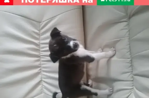 Найдена собака в Цимлянске: маленький щенок с коричнево-белым окрасом