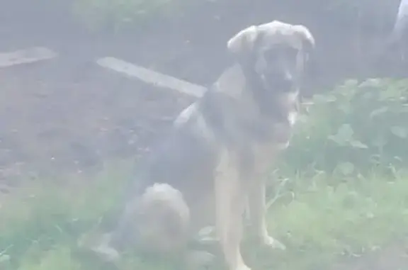 Найдена собака в районе Новоталица, клипса в ухе