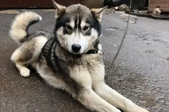 Пропала собака в Бронницах: Западно-сибирская лайка, 2,5 года, с ошейником.