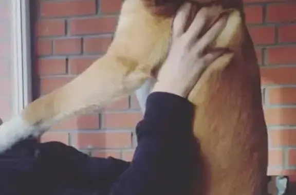 Потерянные животные Сургут, фото: Пропала собака Карма в Сургуте, садовое товарищество Монтажник