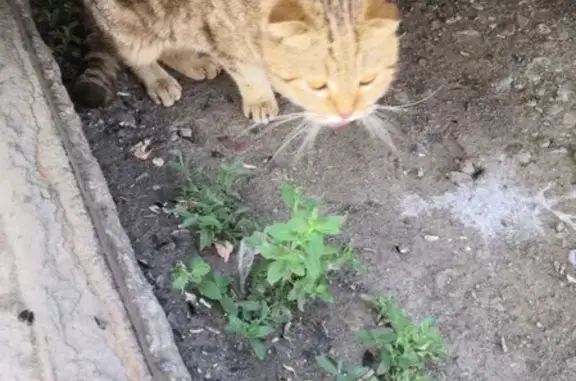Найдена кошка в Оренбурге