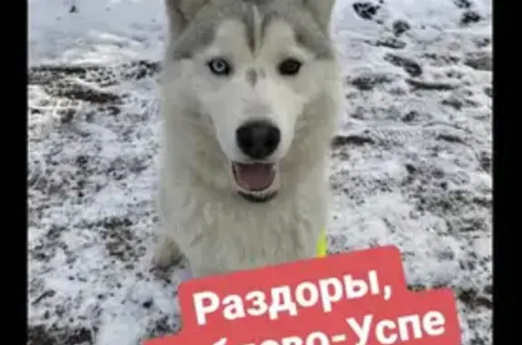 Пропала собака в Посёлке Флоранс Москва