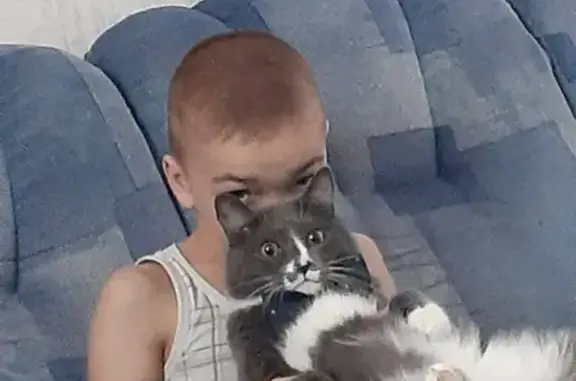 Кошки потеряшки, Братск, фото: Потеряшка кот на бульваре космонавтов, Иркутская обл.