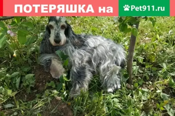 Собаки потеряшки, Пермь, фото: Lost black and white English Cocker Spaniel with hearing and vision impairments in Lipki cottage village, Perm, Russia. Contact 8-912-78-10-146 if seen.