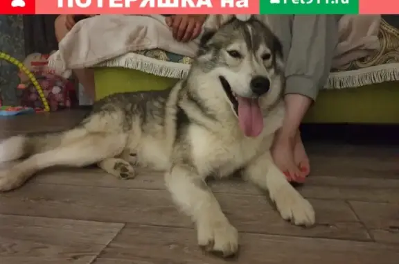Собака Хаски найдена в Челябинске, ул. Калмыкова, 7А.