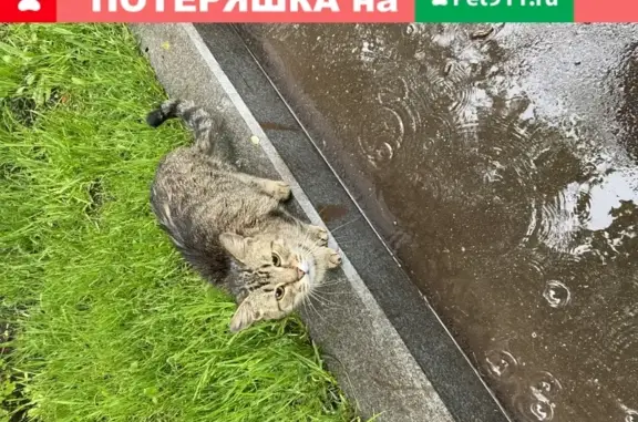 Котёнок найден на бульваре около Польской моды (Москва)