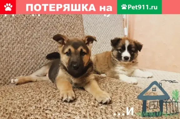 Две девочки-собаки ищут дом в Казани
