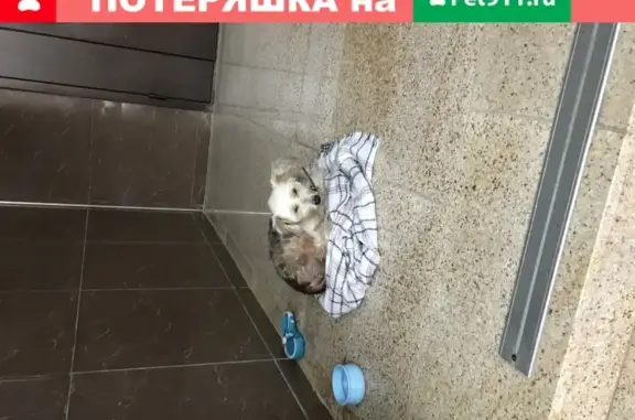 Найдена напуганная собака в Краснодаре