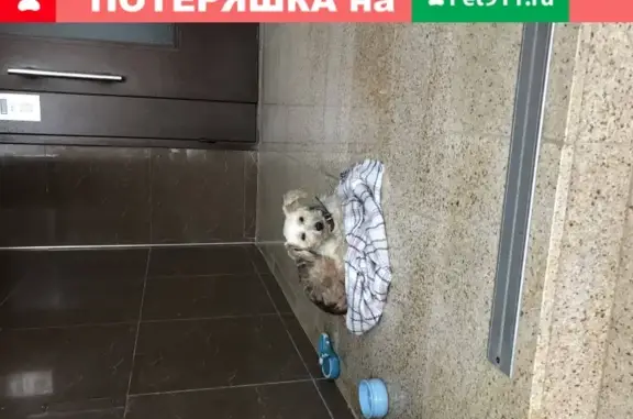 Собака на ул. Кожевенной, Краснодар