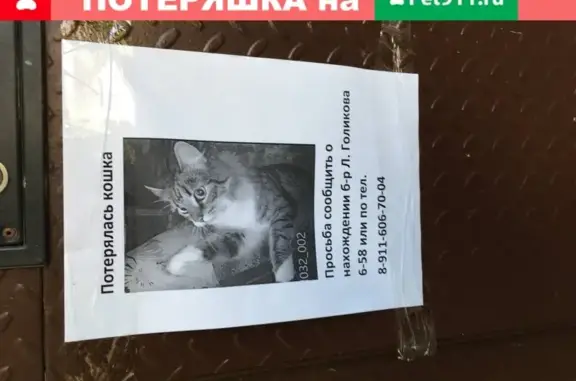 Кошки потеряшки, Великий Новгород, фото: Потеряшка кошка в Великом Новгороде