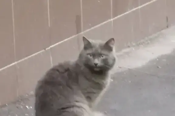 Найден кот на ул. Мельникова (Москва)