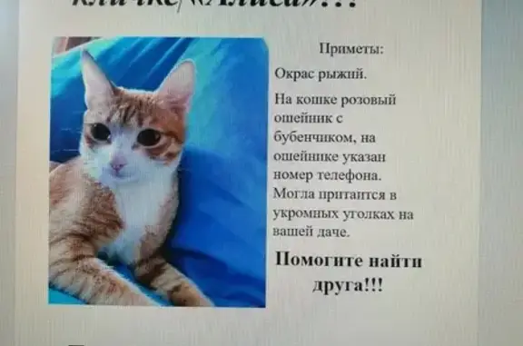 Пропала рыжая кошка с ошейником и номером телефона в Братске