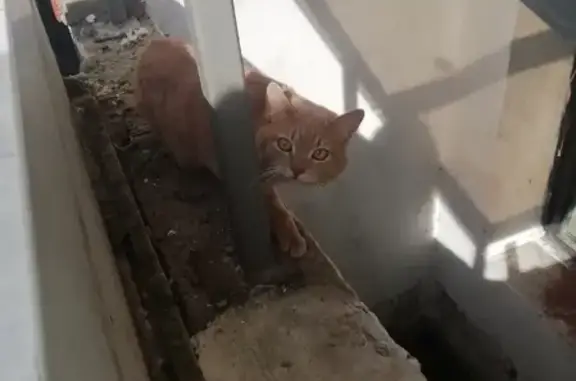Найден молодой котик на пр. Вернадского, ищет дом