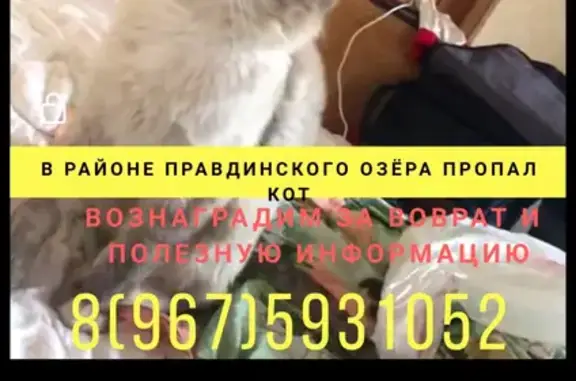 Кошки потеряшки, Санкт-Петербург, фото: Потеряшка кошка породы невская маскарадная возле озера Правдинское, вознаграждение.