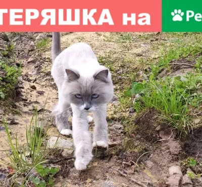 Кошки потеряшки, Сыктывкар, фото: Потеряшка кошка в мкр. Емваль, Сыктывкар.