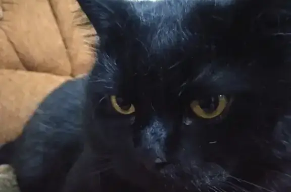Пропала черная кошка без клыка на ул. Ивана Попова, 89 (Киров)