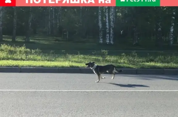 Потерянная собака на перекрестке Бутлерова и Фаворского