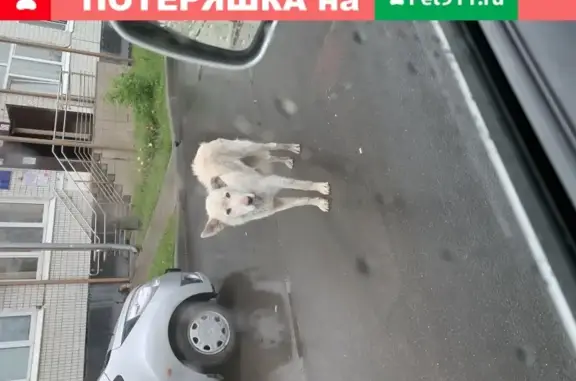 Потерялась белая собака около парка Света в Москве