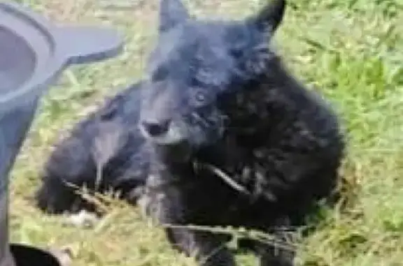 Пропала старенькая собака в Солнечногорском р-не, д. Чепчиха