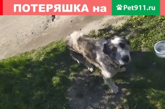 Собака АЛАБАЙ найдена в м/н Китой, Иркутская область