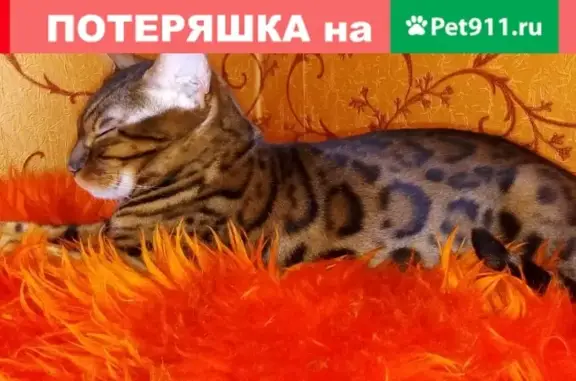 Пропала бенгальская кошка на 2-м пер. Славянский, Барановичи, Беларусь
