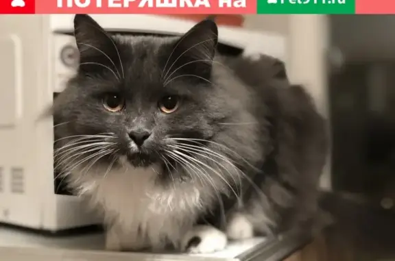 Пропала кошка в д. Носово, Московская область