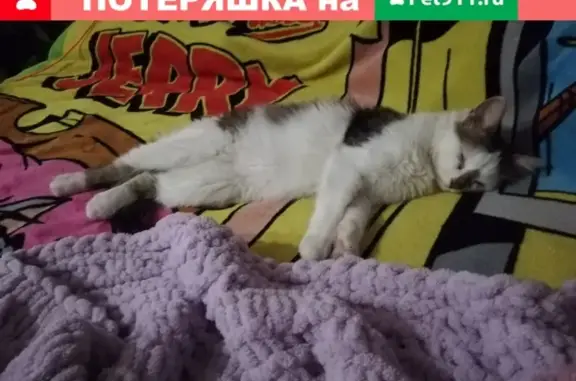 Кошки потеряшки, Ижевск, фото: Потеряшка кошка Маруся на улице Динамовская, 40