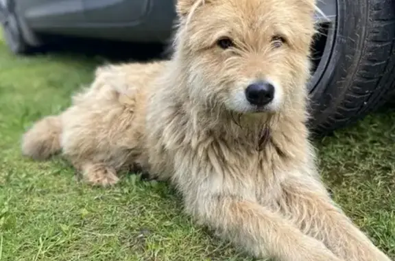 Собака найдена в Бужарово, Московская область