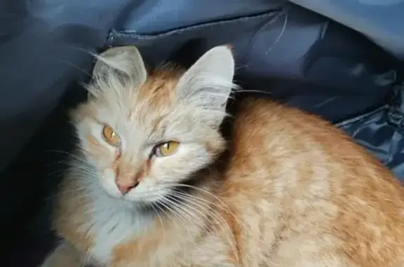 Найдена исхудавшая кошка на ул. Грина, похожа на турецкую ангору.
