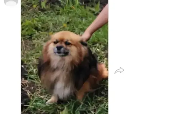 Потерянные животные Белгород, фото: Пропал шпиц Чарли в районе Стрелецкое72, вознаграждение!