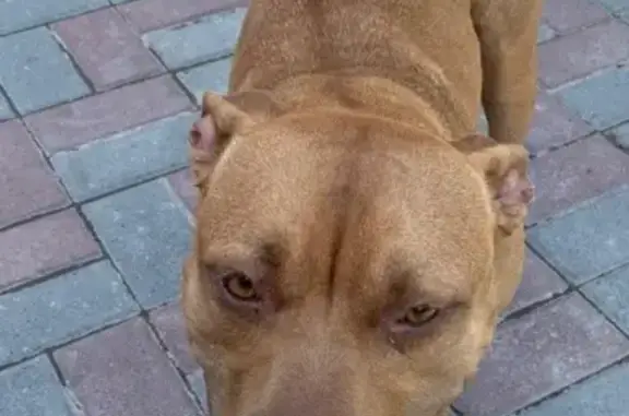 Собака Стаф потеряна на Летней, 36