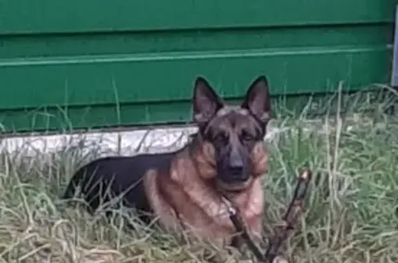 Собаки потеряшки, Тверь, фото: Потеряшка собака в пос. ДРСУ-2, откликается на имя Карди или Кардинал