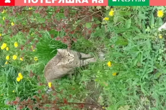 Пропал котик в Апрелевке на ул. Февральской