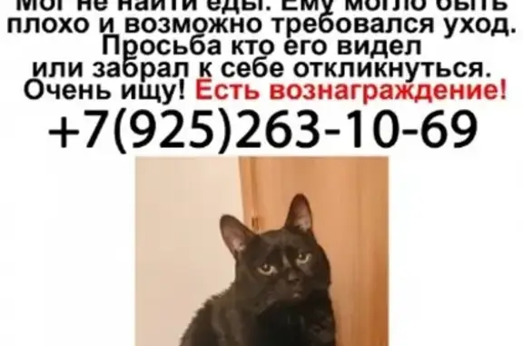 Пропала кошка на Братиславской, 34к2