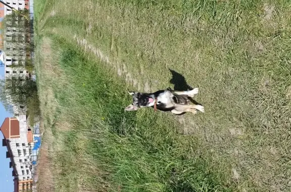 Собаки потеряшки, Калининград, фото: Потеряшка щенок Овчарка на улице Лукашова, 18