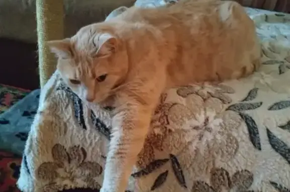 Кошки потеряшки, Санкт-Петербург, фото: Потеряшка кошка в Васкелово, тел. 8-921-385-13-58