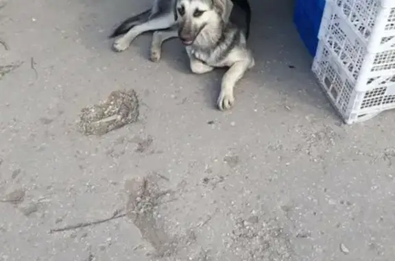 Найдена собака в Самаре, остановка 9 мая