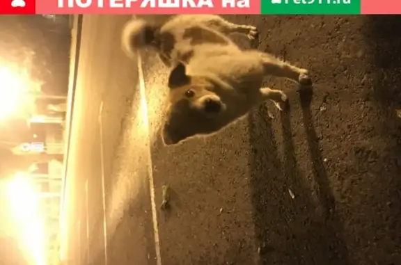 Найден милый пёс в Парке Победы, Белгород.