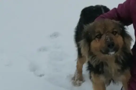 Потерянные животные Энгельс, фото: Пропала собака Фэнни, вознаграждение. СНТ Волжская Заводь, Энгельсский район.