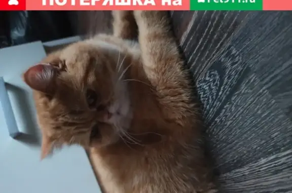 Пропала экзотическая кошка Боня в Иваново