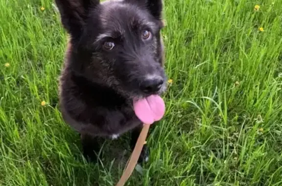 Найдена собака в Линдуловской роще, СПб
