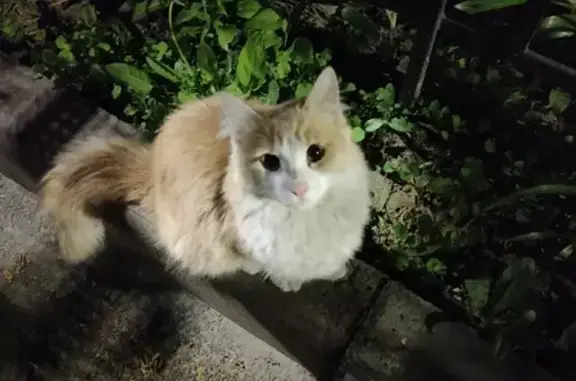 Кошка найдена в Санкт-Петербурге