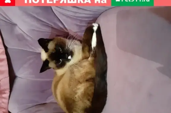 Кошка на 26 км ищет хозяев в Петропавловске-Камчатском.