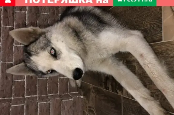 Собака найдена на ул. Северная Звезда, Батайск.