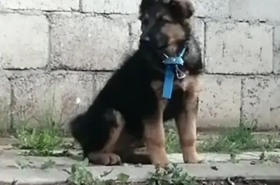 Пропала собака Пират на ул. Слобода Подновье, Нижний Новгород