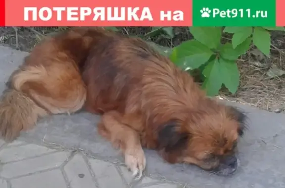 Найдена рыжая Пекинес с травмой в Славгороде