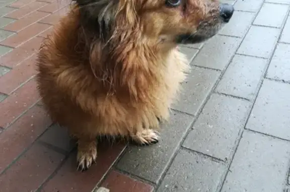 Найдена рыжая собака на пр. Ленина, 65