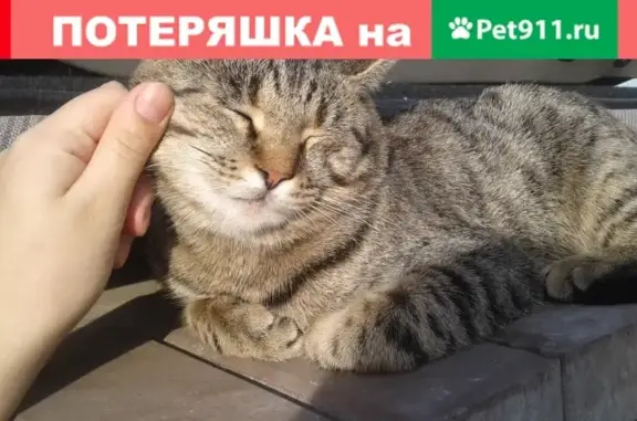Пропала кошка Йосик на улице Куприна, Волгоград