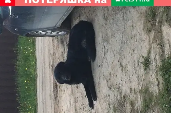Найден чёрный овчарка Ричч в Наро-Фоминске