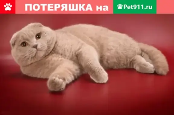 Пропала вислоухая кошка в Белгороде.